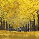 은행나무 이미지