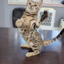 실버캐슬 캐터리 이미지