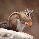 아기다람쥐 이미지