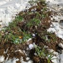 대부분 식물은 풀초(艹)가 포함된 글자인데 왜, 부추만 부추구 韭라는 독립된 한자(글자)가 있을까? 이미지