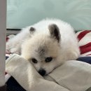 인천 강화 고벵이 오션뷰 온수수영장 애견동반 풀빌라 펜션 | 강화도가볼만한곳ㅣ애견동반가능 보문사맛집 석모도 갯바다해물샤브칼국수