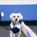 P&M 반려견교육센터 대전점 이미지