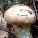 말코농장 이미지