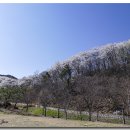 부귀리벗꽃 이미지