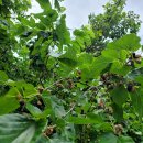 금천초 돌복숭아 오디열매ㆍ디모시잎뱀산딸기 이미지