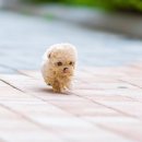 향기펫샵 이미지