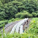 금주농장 이미지