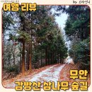 무안의 숨은 명소 삼나무 숲길 트래킹 하기 좋은 완만한 등산 코스 방문 후기