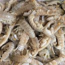 4월 9일 판매생선 (손질간재미,반건조참돔,대저토마토(짭짤이),대추방울토마토,바지락살,활갯가재,한입게장,활전복(대),급냉갑오징어,홍어회 이미지