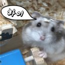 1273 | W1. 대전 본식 아이폰스냅 추천｜내돈내산 루시흐모멘토 계약후기ꯁ