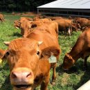 농협경제지주 종돈개량사업소 | 한우 개량, 방향을 잘못 잡으면 사료비만 늘어납니다?!개량 목표와 사양 설계를 같이 봐야 하는 이유