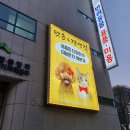 펫존&견생컷 이미지