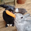 헤이리농장 이미지