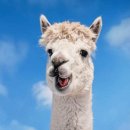 노선목장 이미지