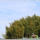 맹종죽테마파크1 이미지