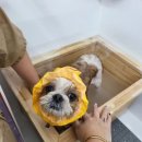 황실 애견미용 살롱 이미지