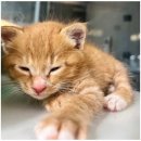 네코스토리 (서울 본점) 고양이 무료 분양 이미지