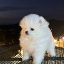 원주큰별 이미지