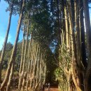 오름66 | 제주 겨울여행 코스, 안돌오름 비밀의 숲 포토존명소 재방문후기