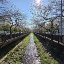 로망스 | 벚꽃 없을 때 가도 좋은 여좌천 로망스다리 후기｜비시즌 진해 여행