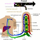 Frank Chapman의 신경림프반사(Neurolymphatic reflexes) 치유법 - 정리끝 이미지