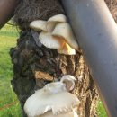 느타리공원 이미지