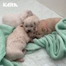 시루설기 이미지