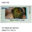 초파리가 저절로 생기는 이유 이미지