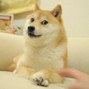 도지 이미지