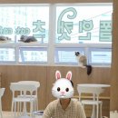 폴인캣츠 이미지