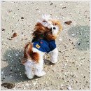 아이러브독 강아지 부천점 | 부천 강아지분양, 믿고 맡길 수 있는 아이러브독 부천점 후기