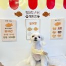 메리몽드 펫살롱 이미지