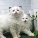 고양이전문점 허니캣 이미지