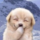 오늘도 미묘 이미지