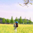 창녕황금손한의원 | 창녕 남지 유채꽃 경남 아이와가볼만한곳