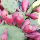 김윤식농장 이미지