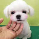 아지케어 이미지