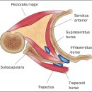 견갑골 움직일 때 &#39;딸각&#39;거리는 소리 snapping scapular ... 이미지