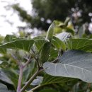 나리식당 이미지