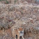 강아지홀릭 이미지