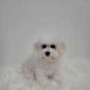 왓츠그루멍 다산 애견미용실 이미지