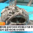 삼식이 이미지