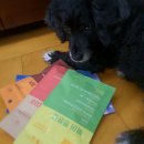 워킹페코 이미지