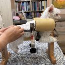 그랜드동물병원 | 7살 강아지 후지마비(디스크) 한방 치료 후기|대구 시지 그랜드벳 동물병원