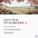 완산-22 | 🌸 지금 안 가면 끝… 전주 완산칠봉 겹벚꽃 실시간 후기 (철쭉까지 미쳤다)