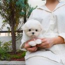 대구강아지분양 테디럽 이미지