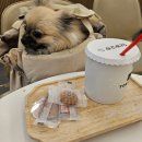 수정애견미용실 이미지