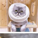 동물병원 퍼피하우스 이미지