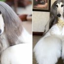 댕댕이미용실 이미지