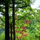 강원도립화목원 이미지